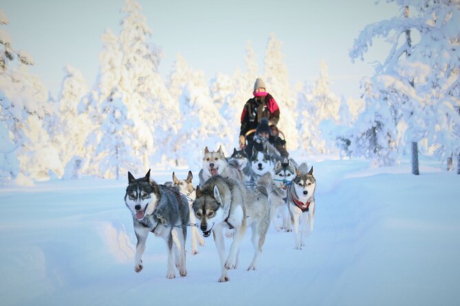 10 km Authentic Husky Safari in the Taiga Forest – Family Kennel - Pickup from Rovaniemi, and the real meaning of that 1-hour transfer