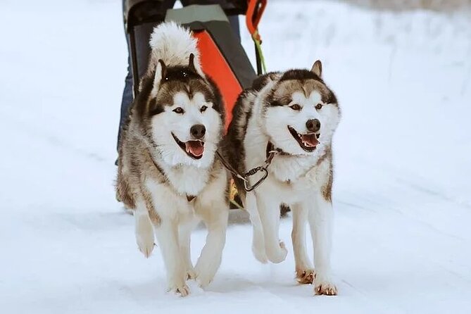 10 km Authentic Husky Safari in the Taiga Forest – Family Kennel - After the ride: meeting the dogs, photos, and learning their routine