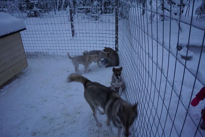 10 km Authentic Husky Safari in the Taiga Forest – Family Kennel - Arriving at the husky kennel: safety first, then dog time