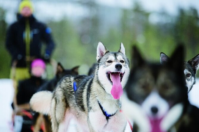 5KM Husky Sled Ride from Levi - Key Highlights Worth Planning Around