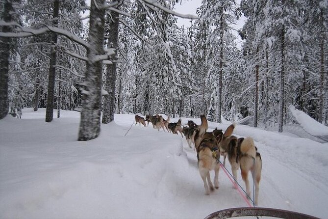 5KM Husky Sled Ride from Levi - Levi Husky Sled Safari: 5 km of Real Winter, Not a Quick Photo Stop