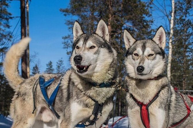 5KM Husky Sled Ride from Levi - Self-Drive Husky Sled on a 5 km Wilderness Trail: How the Ride Actually Works