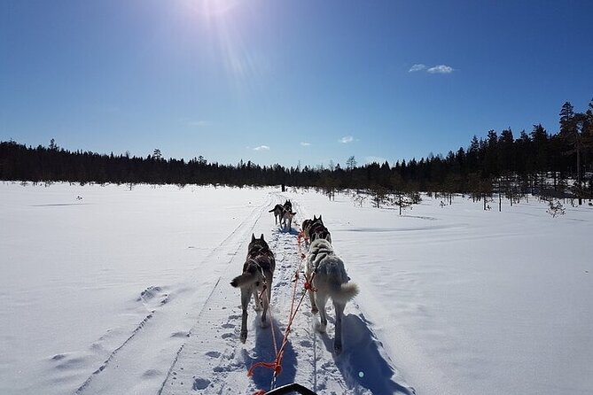 5KM Husky Sled Ride from Levi - Meeting the Huskies in Levi: Farm Time and a Safety Briefing You Should Take Seriously