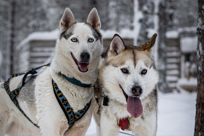 8-10km Husky Ride in the Taiga and Visit Other Farm Animals - Pickup From Rovaniemi, Then Straight Into The Cold