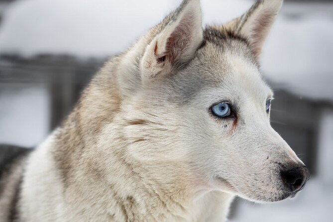 8-10km Husky Ride in the Taiga and Visit Other Farm Animals - Farm Animals That Turn This Into More Than A Sled Ride