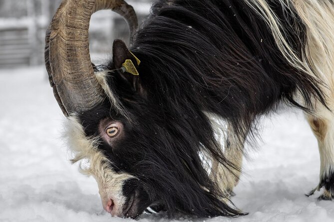 8-10km Husky Ride in the Taiga and Visit Other Farm Animals - Price and Logistics: Is $272.83 Worth It?