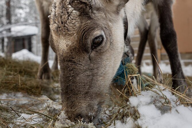 8-10km Husky Ride in the Taiga and Visit Other Farm Animals - Who This Husky Ride Plus Farm Visit Suits Best