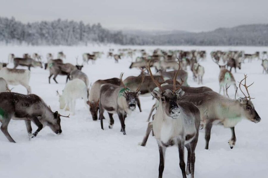A day with reindeer herders in the wilderness - Key Things I’d Plan for
