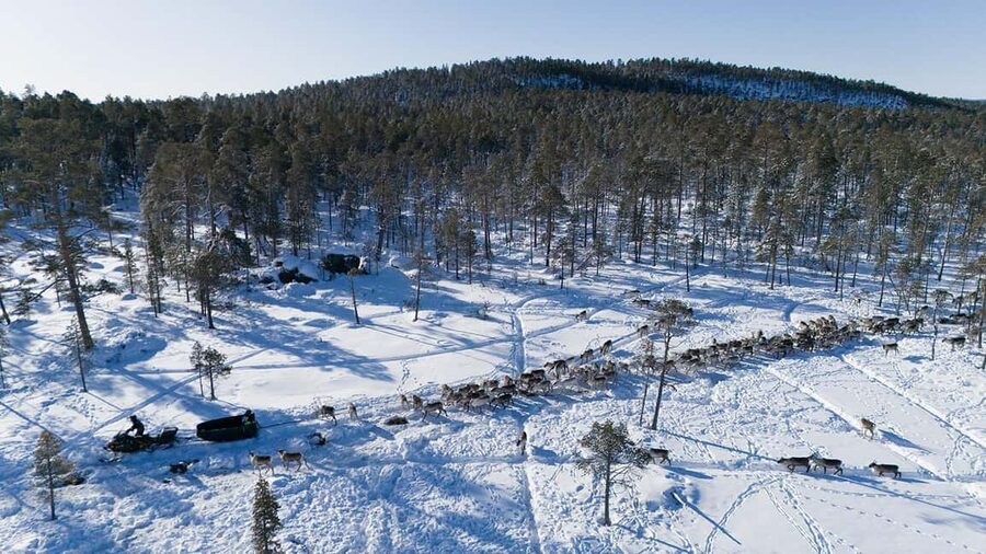 A day with reindeer herders in the wilderness - Feeding Hundreds of Reindeer Up Close