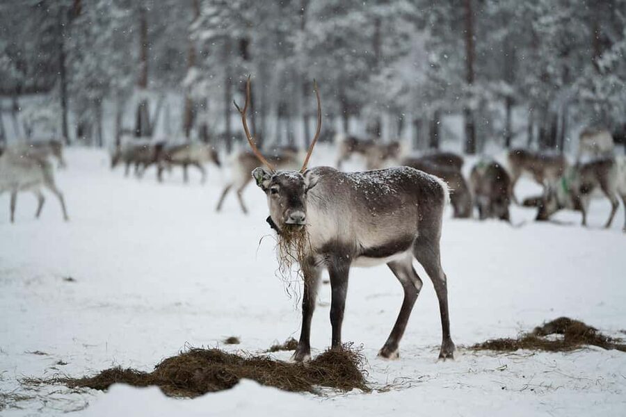 A day with reindeer herders in the wilderness - How to Stay Comfortable When It’s Brutally Cold