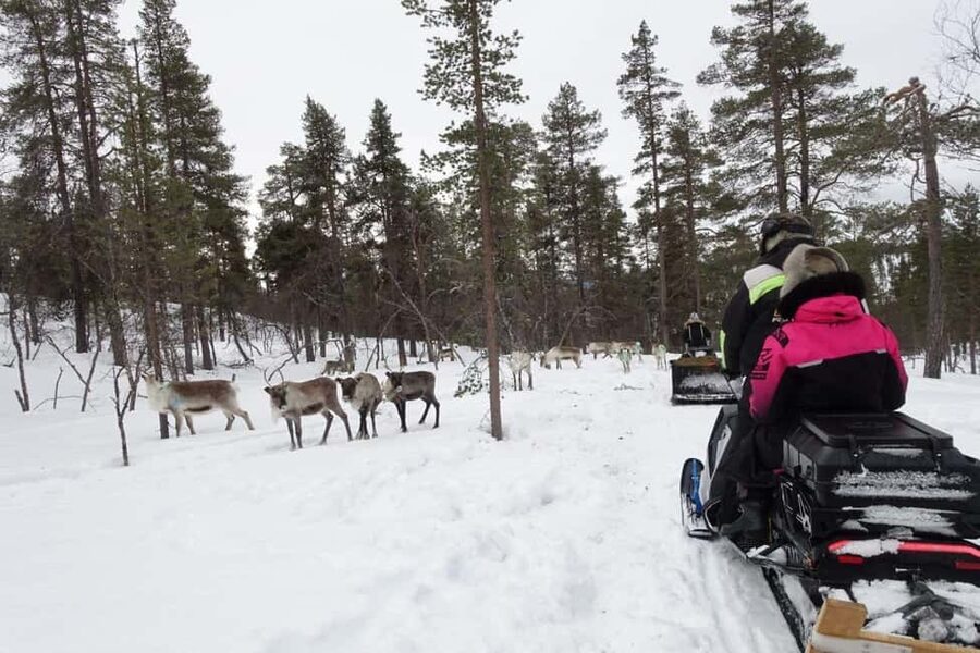 A day with reindeer herders in the wilderness - Photos, Timing, and Group Size (Why It Matters)
