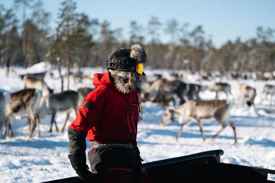 A day with reindeer herders in the wilderness - Price and Value for a 4-Hour Wilderness Day