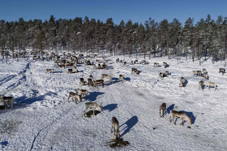 A day with reindeer herders in the wilderness - Who This Tour Fits Best (And Who Should Rethink)