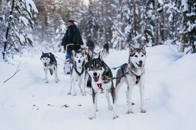Apukka Husky Adventure in Rovaniemi - Why Apukka’s Husky Adventure feels like the real Arctic version