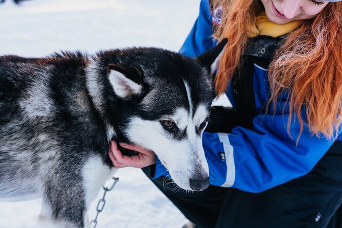 Apukka Husky Adventure in Rovaniemi - Dog yard time: meeting, learning, and spotting the team mood