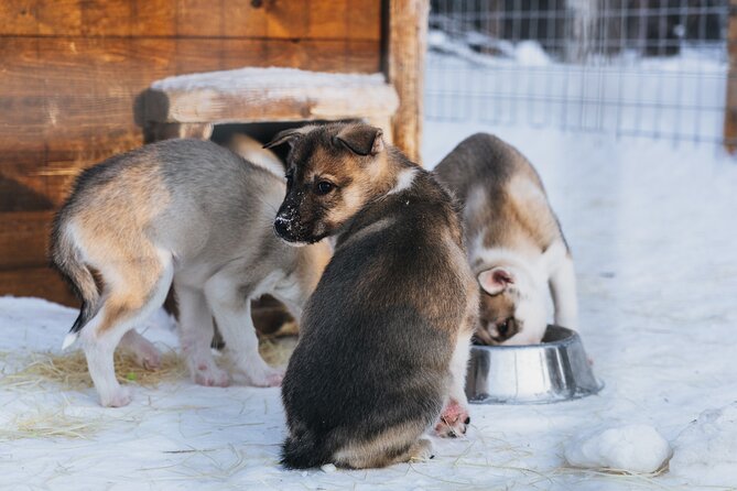 Apukka Husky Adventure in Rovaniemi - The 7-10 km forest safari: what the ride feels like