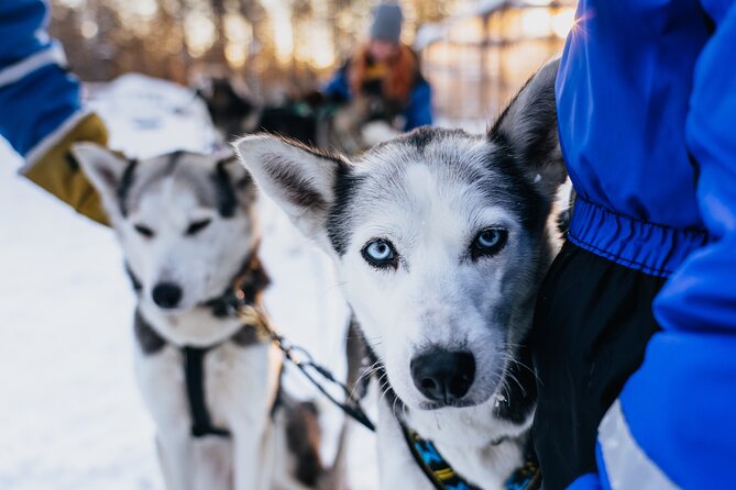 Apukka Husky Adventure in Rovaniemi - Price and value: why $239-ish can make sense
