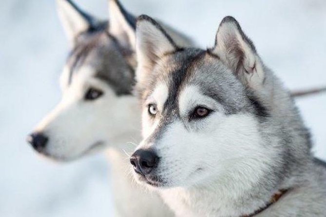 Apukka Husky Adventure in Rovaniemi - Winter gear and comfort: what you’re provided, and what to bring anyway