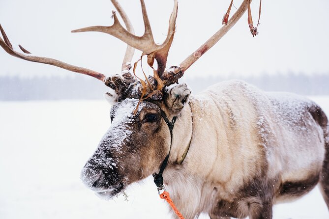 Apukka Reindeer Journey - Key points that make the Apukka Reindeer Journey worth it