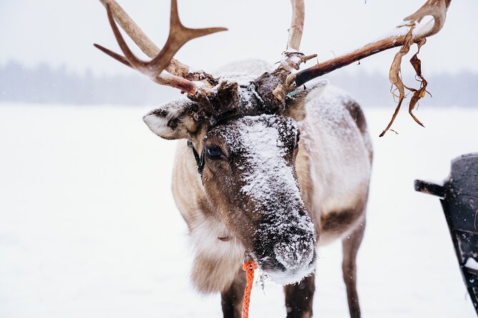 Apukka Reindeer Journey - The scenic reindeer sleigh ride outside Rovaniemi