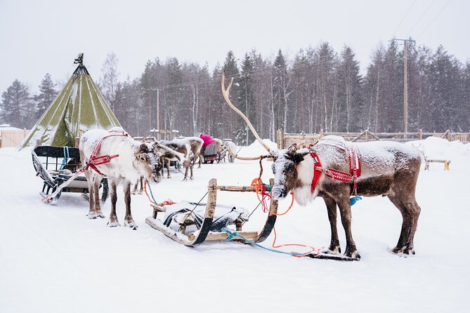 Apukka Reindeer Journey - Kota time: hot drinks, biscuits, and guide stories