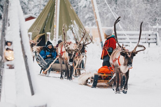 Apukka Reindeer Journey - Animal welfare questions, and how to stay comfortable with your choice