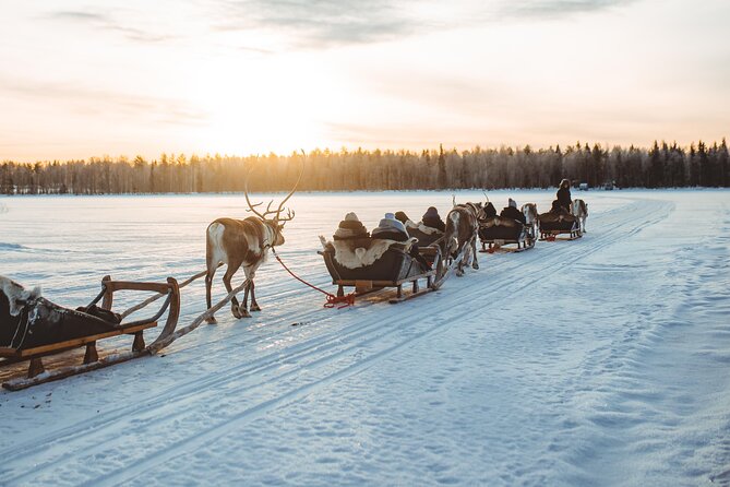 Apukka Reindeer Journey - Meeting the reindeer up close before the sleigh ride