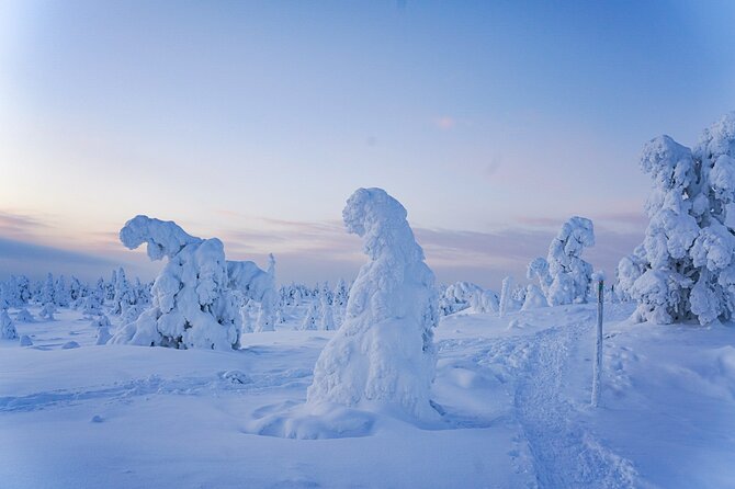 Arctic Adventure through Magical Frozen Forests of Riisitunturi - Riisitunturi National Park, 150 km east of Rovaniemi