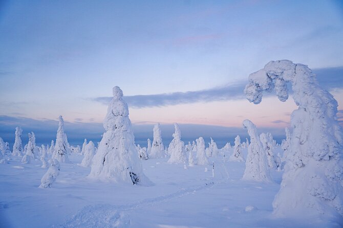 Arctic Adventure through Magical Frozen Forests of Riisitunturi - What your guide actually does on the walk