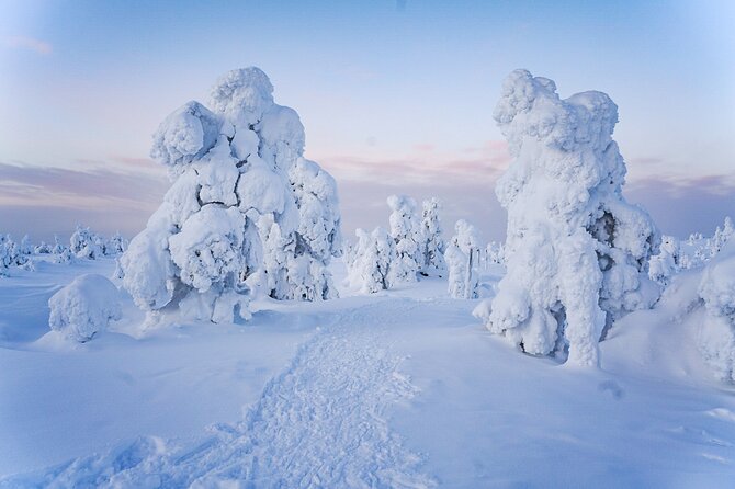 Arctic Adventure through Magical Frozen Forests of Riisitunturi - Price and value: what $228.56 buys you in real-world terms