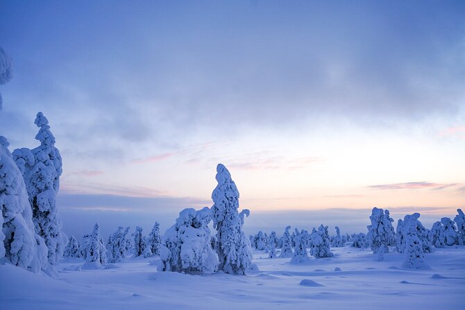 Arctic Adventure through Magical Frozen Forests of Riisitunturi - Best time to go: snow might vary, but the forest still delivers
