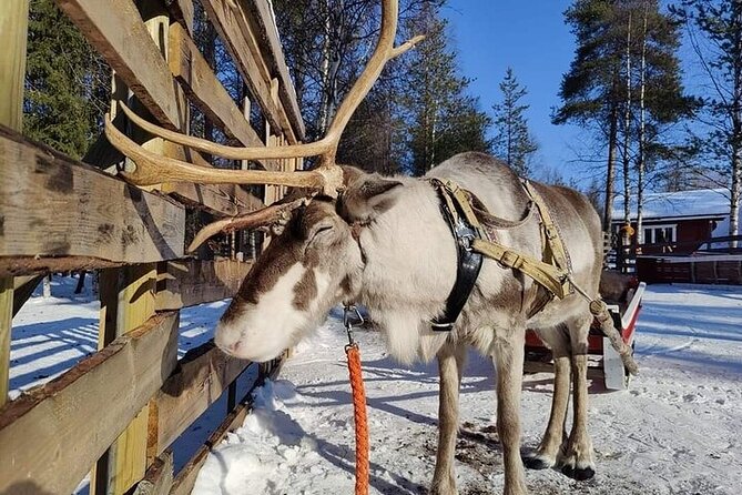 Arctic Animals Adventure with Lunch Buffet - Key highlights worth planning around