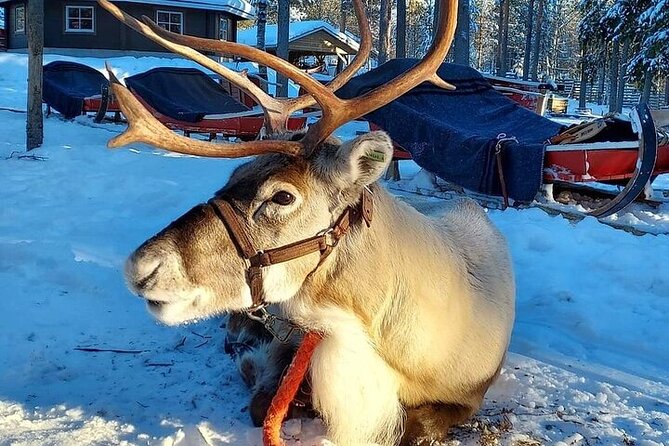 Arctic Animals Adventure with Lunch Buffet - First stop in Rovaniemi, with a ready-to-go winter vibe