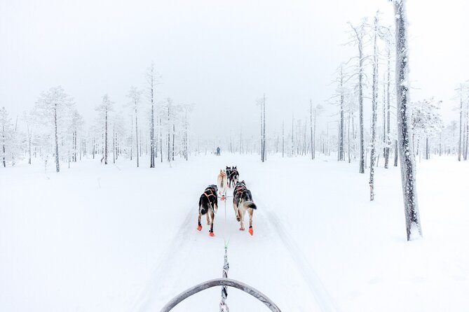 Arctic Animals Adventure with Lunch Buffet - Ranua Wildlife Park from 14:00 to 16:00: how to use your free-walk time