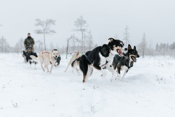 Arctic Animals Adventure with Lunch Buffet - Lunch buffet at the zoo: included fuel that keeps the day enjoyable