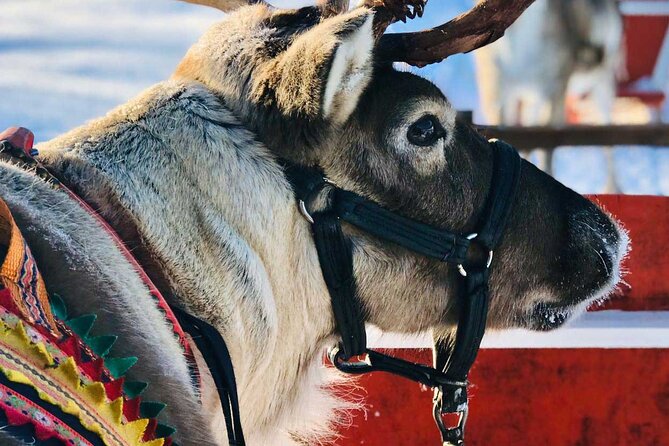 Arctic Animals Adventure with Lunch Buffet - Winter clothing and guided commentary: the difference between surviving and enjoying