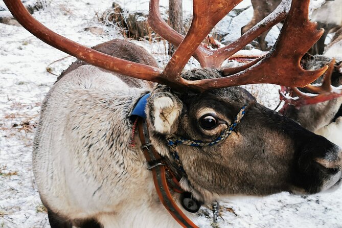 Arctic Animals Adventure with Lunch Buffet - Price and value: what you get for about $299.82