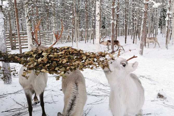 Arctic Animals Adventure with Lunch Buffet - Arctic farm morning: Kota cookies, huskies, and reindeer sleigh rides