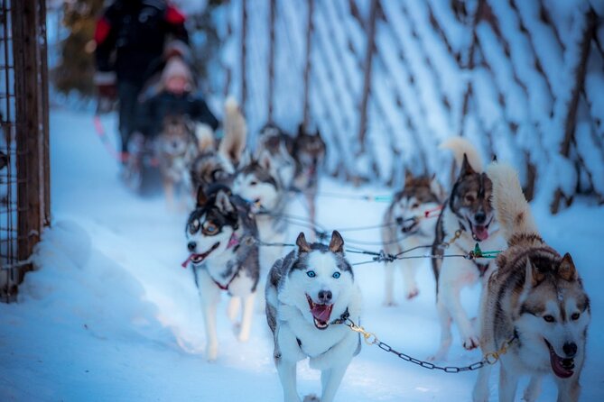 Arctic Animals Combo Safari, Reindeer and Husky Adventure - Key Highlights to Know Before You Go