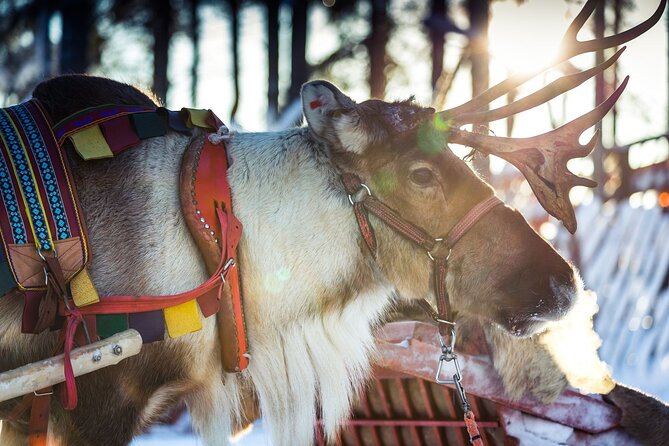 Arctic Animals Combo Safari, Reindeer and Husky Adventure - Konttaniemi Reindeer Farm: Self-Drive Sleighs Near Rovaniemi