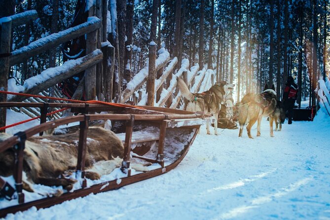 Arctic Animals Combo Safari, Reindeer and Husky Adventure - Arctic Circle Husky Park: 2 km Sled Safari by Santa Claus Village