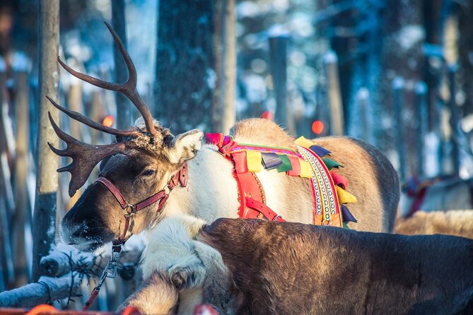 Arctic Animals Combo Safari, Reindeer and Husky Adventure - Guide Quality, Safety Moves, and What to Do With Your Phone