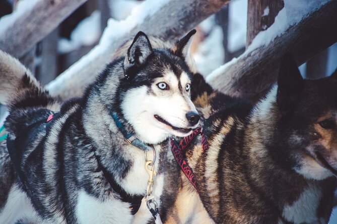 Arctic Animals Combo Safari, Reindeer and Husky Adventure - Photo-Friendly Timing and Why the Rides Are Short