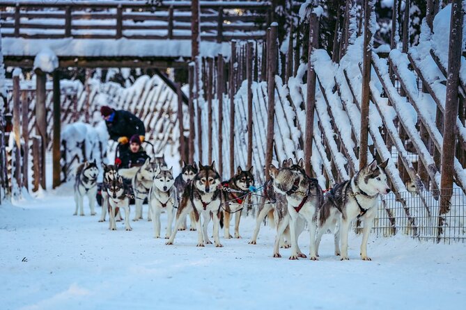 Arctic Animals Combo Safari, Reindeer and Husky Adventure - Price and Value: Why This Costs What It Costs