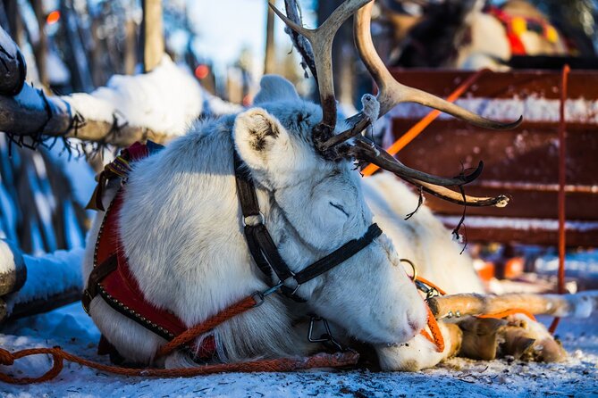 Arctic Animals Combo Safari, Reindeer and Husky Adventure - Weather Reality in Rovaniemi Winters