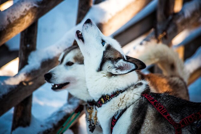 Arctic Animals Combo Safari, Reindeer and Husky Adventure - Feeding Time and the Farm Stop That Builds Real Context
