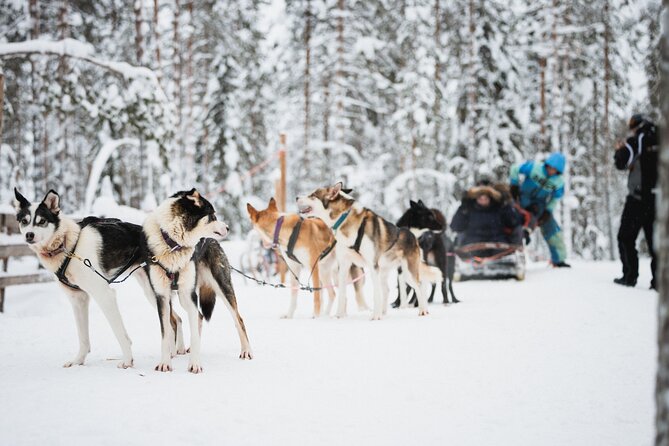 Arctic Circle Highlights Family Day - Why This Rovaniemi Arctic Circle Family Day Works