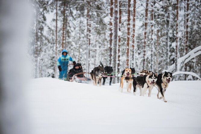 Arctic Circle Highlights Family Day - Husky Sleds and Reindeer Sleighs: The Main Event for Kids