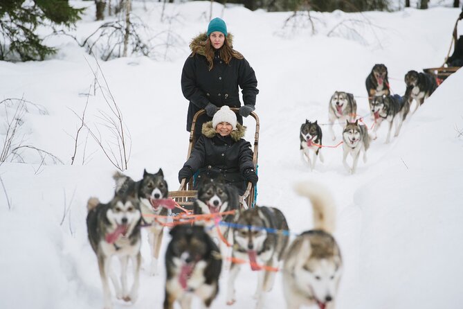 Arctic Husky Adventure in Rovaniemi - Key Points You Should Know Before You Go