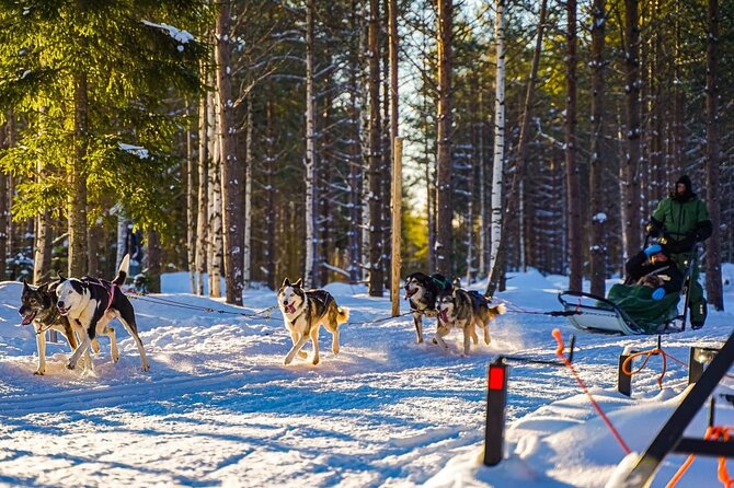 Arctic Husky Adventure in Rovaniemi - How Self-Driving Really Works on a Husky Sleigh